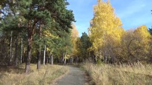 Челябинская золотая осень .Прогулка в  Каштакском бору.Вторая часть.