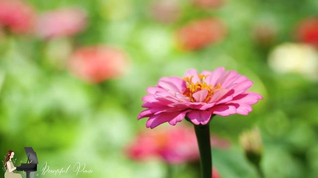 Beautiful Relaxing Music: Soft Romantic Piano Music&Birds Singing for Peaceful and Comfortable Life смотреть онлайн