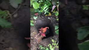 Поздняя осенняя посадка Ежевики.