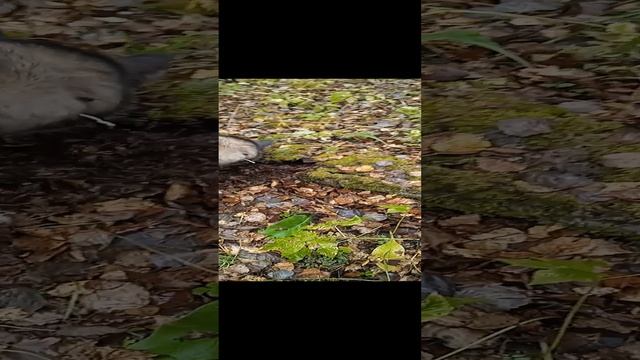 Сибирская хаски Умка откопает кого угодно