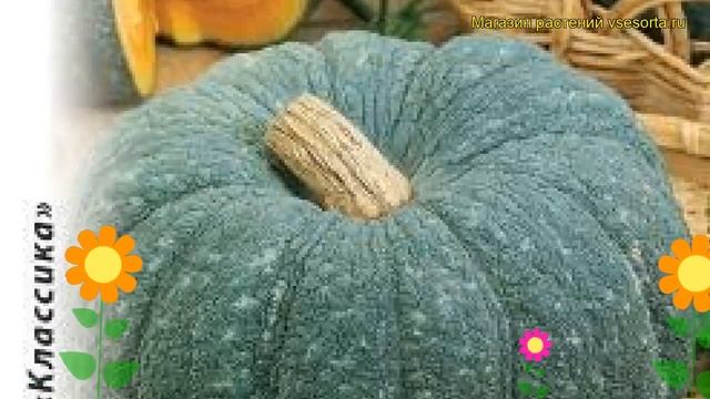 Тыква Мраморная (Тыква). Краткий обзор, описание характеристик, где купить семена cucurbita pepo смотреть онлайн