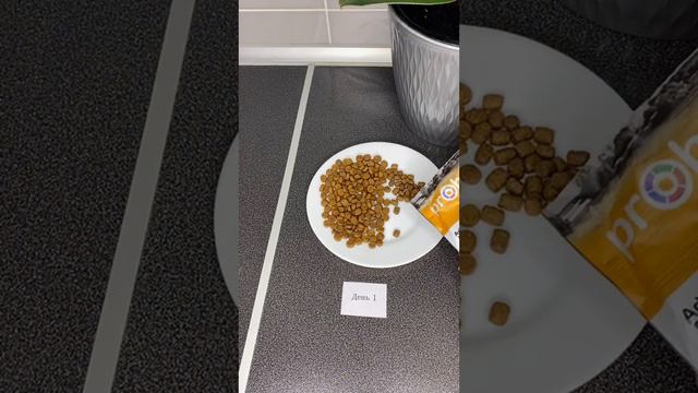 Ошибки при переводе кота на новый корм #probalanceкорм смотреть онлайн