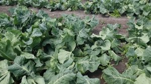 Овощи Растут. Самая ранняя цветная капуста!