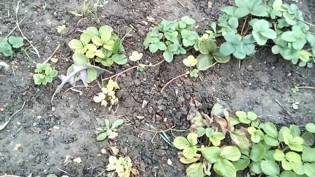 Выращивание клубники из семян дома на подоконнике смотреть онлайн