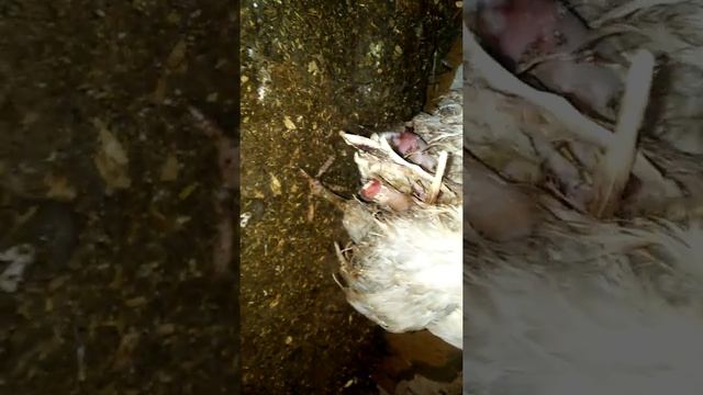 У курицы не выходит яйцо.