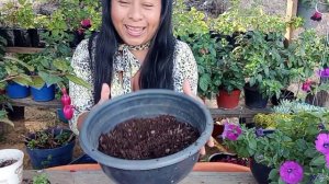 Petunia, trasplante, cuidados y recomendaciones de esta hermosa planta.