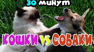 Свежая подборка СОБАК И КОШЕК. Попробуй не засмеятся! 😺🐶