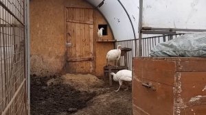 Покупка и высадка кур несушек Белый Ломан