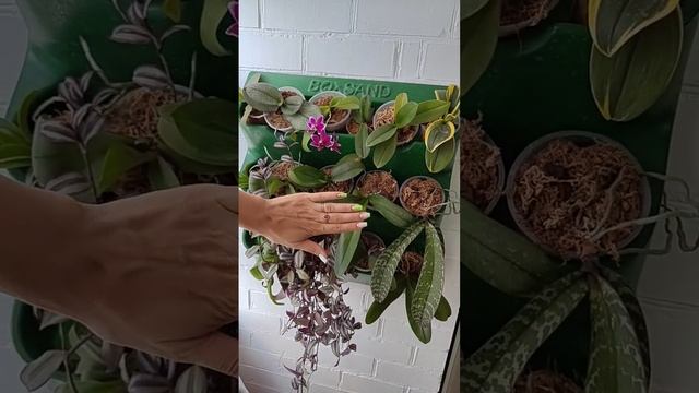 Живая картина из ОРХИДЕЙ #фаленопсис #цветы #орхидея
