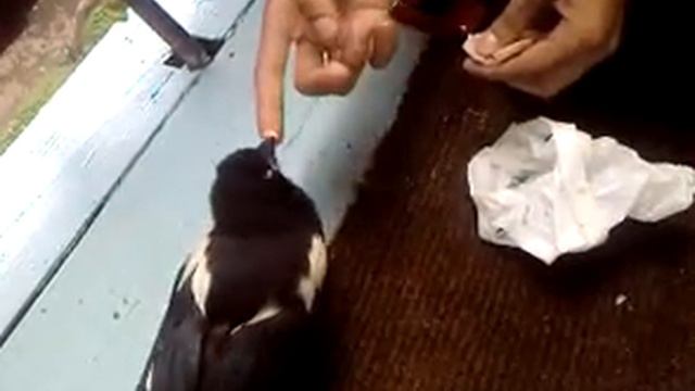 сорокет.mp4 смотреть онлайн