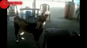 Собака обожает водяную горку. Ну, чесно слово прямо как люди )