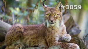 #3059. Рыси (В мире животных)