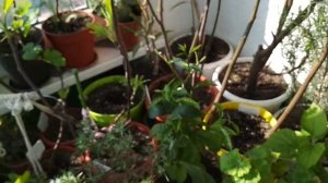 Выращивание инжира в квартире. Мой эксперимент. Часть 1