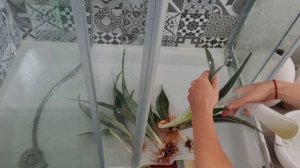 Сансевьерии. Пошаговая обработка новых растений.