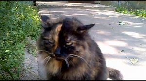 Рычащий кот