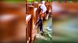 Подборка про спасение собак!