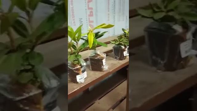 Саженцы рододендронов