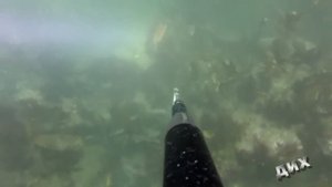 Подводная охота на крабов