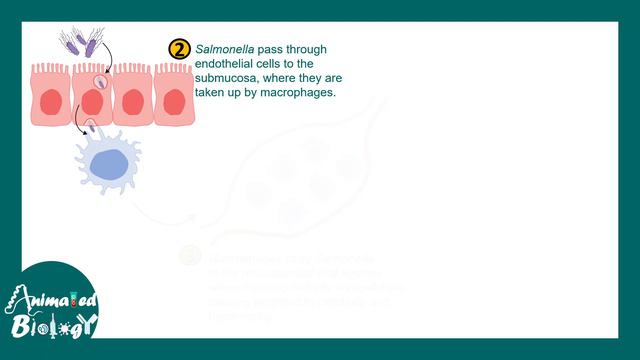 Salmonellosis  Salmonella typhi  pathology of salmonella typhi  treatment  USMLE