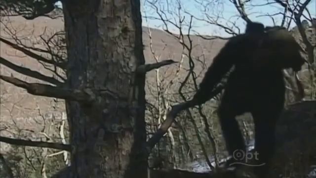 National Geographic Documentary, Siberian Tiger Quest , Wild Life Documentary