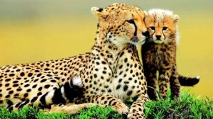 Топ-7 самых красивых животных из красной книги