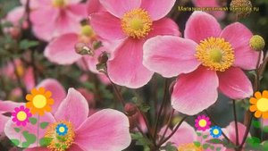 Анемона хубейская Хадспен Абунданcе. Краткий обзор, описание anemone hupehensis Hadspen Abundance