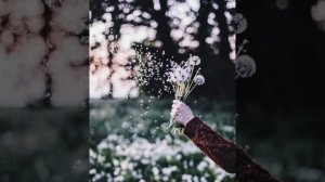 Александр Шуренков - Одуванчики