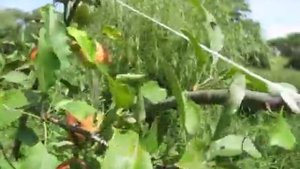 Сорт яблок Катерина