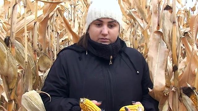 Чем подкормить кукурузу, чтобы урожай порадовал