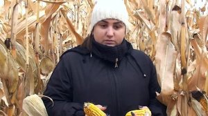 Чем подкормить кукурузу, чтобы урожай порадовал