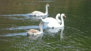 Лебеди и ондатры: кто в доме хозяин?