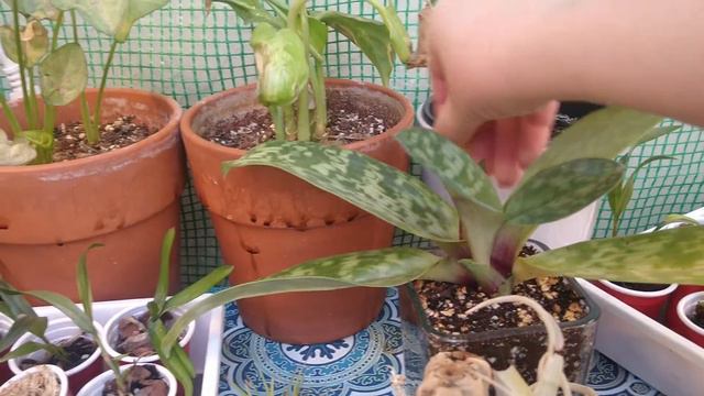 What my orchids look like after two weeks away? смотреть онлайн