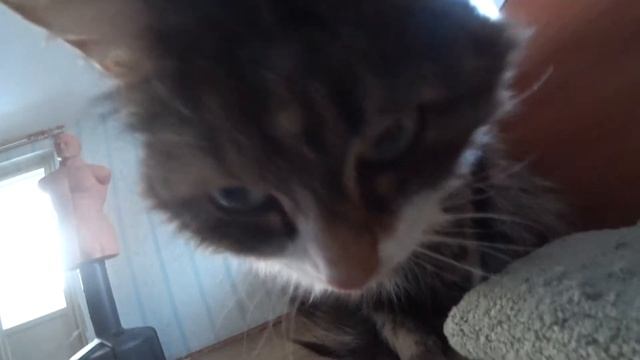 Кошка не даёт спать и лезет в камеру. Маленький лев. Cat смотреть онлайн