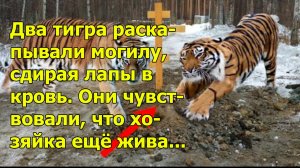 Два тигра раскапывали могилу, сдирая лапы в кровь. Они чувствовали, что хозяйка