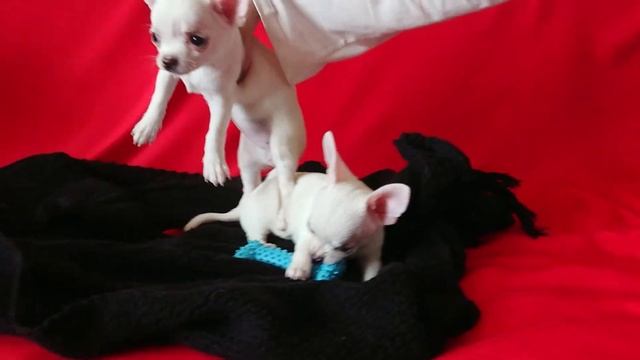 Девочки чихуахуа смотреть онлайн