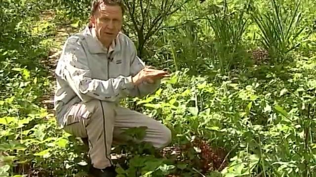 Юрий Латенков рассказывает как получить большой урожай садовой клубники смотреть онлайн