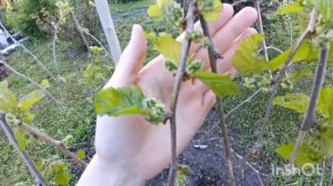 Шелковица пендула после зимы .Май, Подмосковье