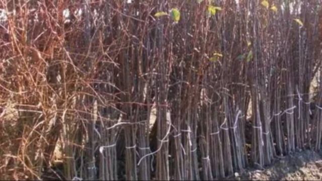 Черешня – это кустарник или дерево