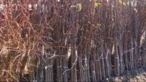 Черешня – это кустарник или дерево