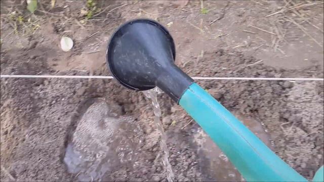 КАК и КОГДА высадить землянику из семян ,посеяную в июне.