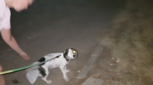 Собрать мочу у собаки на анализ впринципе просто