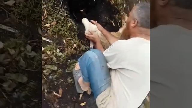 Курбан байрам как режут барана смотреть онлайн