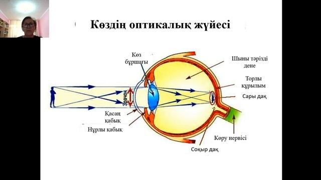 Сенсорлық жүйелер.