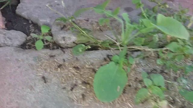 Муравьи запасаются на зиму. смотреть онлайн