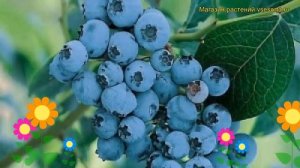 Голубика садовая Элизабет. Краткий обзор, описание характеристик vaccinium corymbosum Elisabeth