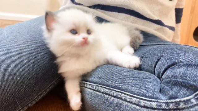 아깽이 때 패턴 구분법! 랙돌 아기고양이 | With 쿠키돌 랙돌 캐터리 | Ep.02 смотреть онлайн