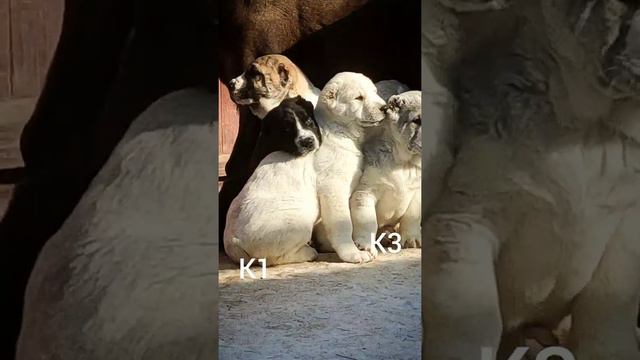 Разноцветные детки. Проданы 🌏 +79089119788 смотреть онлайн