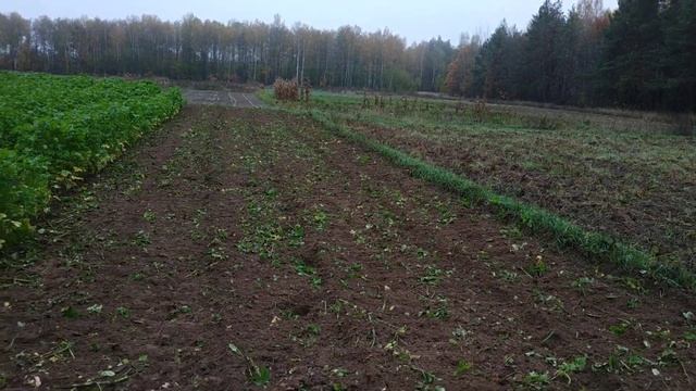 Фрезируем горчицу минитрактором. смотреть онлайн