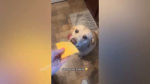 Смешные Кошки 2023 И Другие Животные 10 Минут 2023 Лучшие Приколы С Котами Часть 2