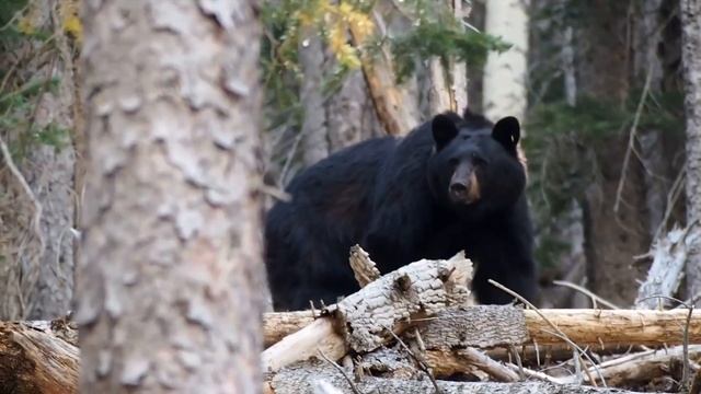 Короче, маяк Анива смотреть онлайн